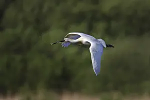 Loeffler, Platalea leucorodia, Eurasian spoonbill