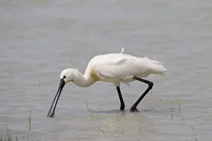 Loeffler, Platalea leucorodia, Eurasian Spoonbill
