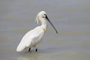 Loeffler, Platalea leucorodia, Eurasian Spoonbill