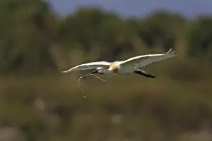 Loeffler, Platalea leucorodia, Eurasian spoonbill