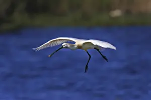 Loeffler, Platalea leucorodia, Eurasian spoonbill