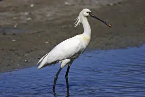 Loeffler, Platalea leucorodia, Eurasian spoonbill