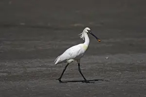 Loeffler, Platalea leucorodia, Eurasian spoonbill