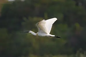 Loeffler, Platalea leucorodia, Eurasian spoonbill
