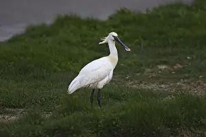 Loeffler, Platalea leucorodia, Eurasian spoonbill