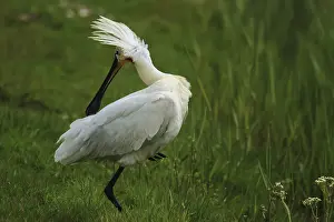 Loffler, Platalea leucorodia