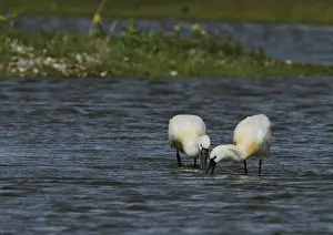 Loffler, Platalea leucorodia