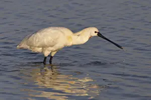 Loffler, Platalea leucorodia