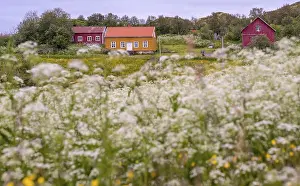 Lofotmuseet, Lofoten Museum, flower meadow
