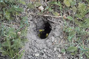 Log into the slot vespula vulgaris