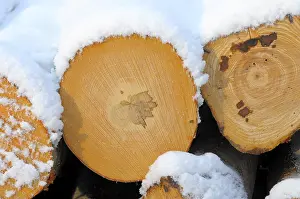 Log store in the winter forest with snow
