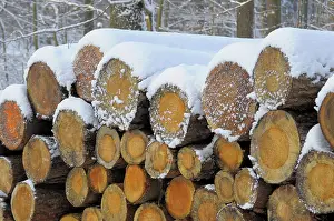 Log store in the winter forest with snow