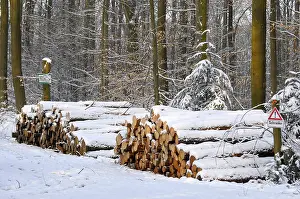 Log store in the winter forest with snow