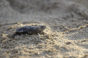 Loggerhead sea turtle (Caretta caretta)