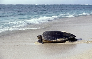 LOGGERHEAD SEA TURTLE (caretta caretta)