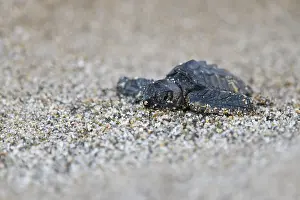 Loggerhead sea turtle (Caretta caretta)
