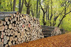 Logging in autumn in the forest