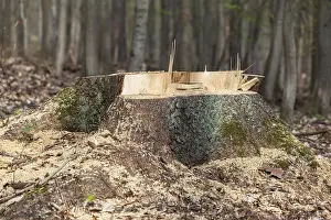 Logging felled tree
