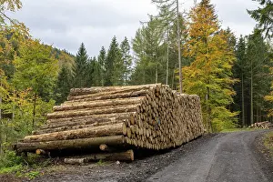 Logging in the Harz Mountains, forest work