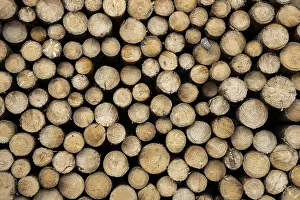 Logging in the Harz Mountains, Goslar