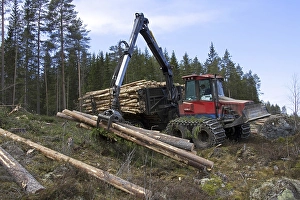 Logging industry showing timber