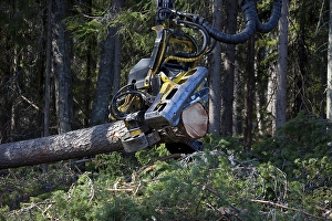 Logging industry with timber, trees felled by forestry machines