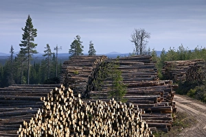 Logging by the timber industry with stacks of felled logs/trees/wood from a pine forest
