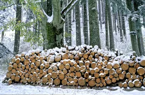 Logs in the forest