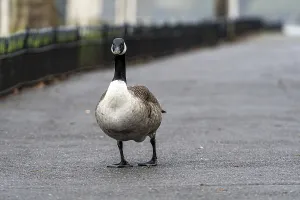 A lone Canada Goose stands on a wet pathway