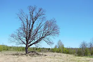 A lone oak tree in forest glade on sunny spring day