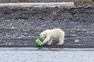 Lone polar bear (Ursus maritimus)