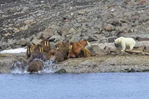 Lone polar bear (Ursus maritimus) attacking Atlantic walruses resting at haulout on beach along the coast of Svalbard