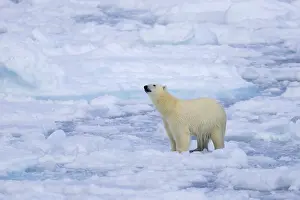 Lone polar bear (Ursus maritimus) hunting on pack ice