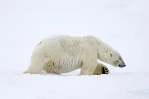 Lone polar bear (Ursus maritimus) hunting on snow plain along the Svalbard coast