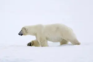 Lone polar bear (Ursus maritimus) hunting on snow plain along the Svalbard coast