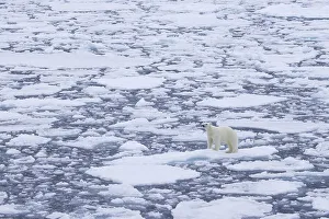 Lone polar bear (Ursus maritimus) wandering on drift ice