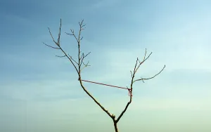 A lone tree with bare branches stands against a bright blue sky