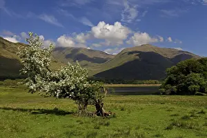 A lone tree in a green meadow with mountains in the background under a blue sky
