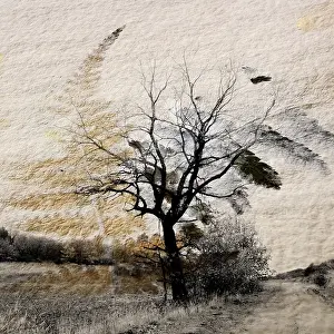 A lone tree rises amid a barren winter landscape in Auvergne