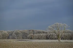 A lone tree stands in a frosty field with a forest in the background