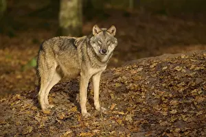 A lone wolf observes attentively in autumn forest
