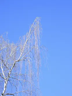 Lonely birch tree against blue sky in early spring