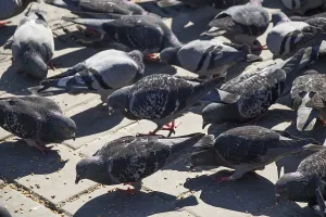 Lonely birds by live in an urban environment