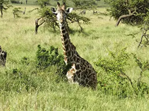 Lonely giraffe eating acacia leaves in the African savannah