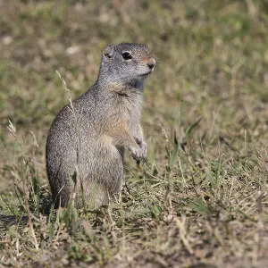 Lonely marmot on the field in Grand Teton National Park