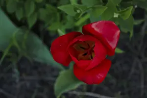 Lonely red tulip, selective focus