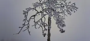 Lonely, snowy tree with frosty branches against a wintry sky