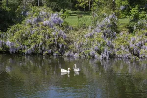 Lonely swans live in the natural environment
