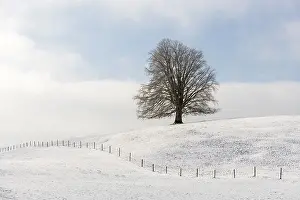 A lonely tree on a snowy hill under a cloudy sky