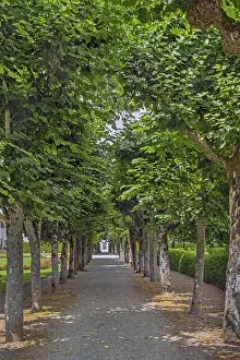 Long avenue in the park of Zeil Castle